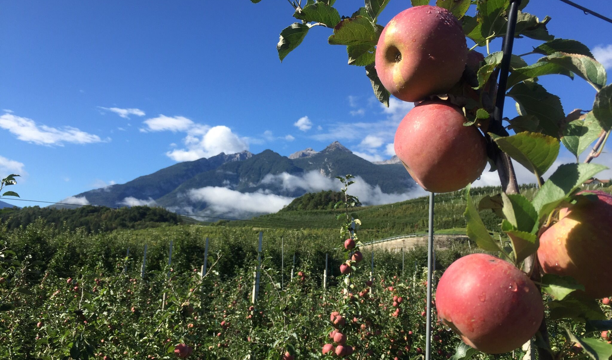 Operai agricoli e florovivaisti si lavora ai nuovi contratti