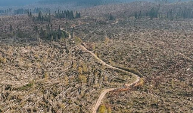 Vaia, da sciagura ad opportunità. Un green deal per le foreste dolomitiche