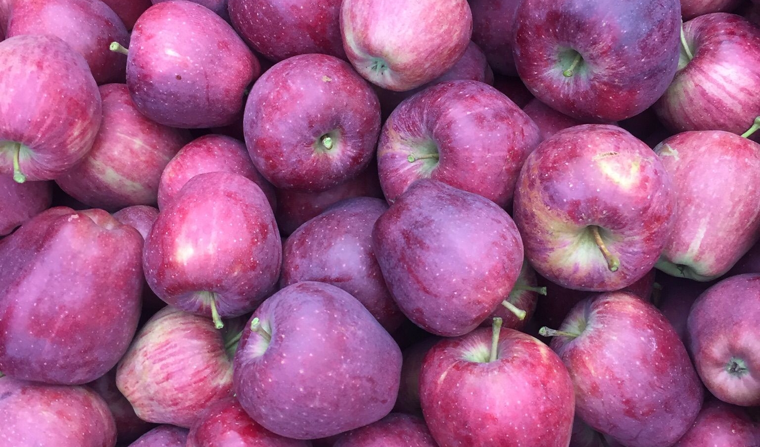 Agricoli e florovivaisti, 2° giorno di sciopero